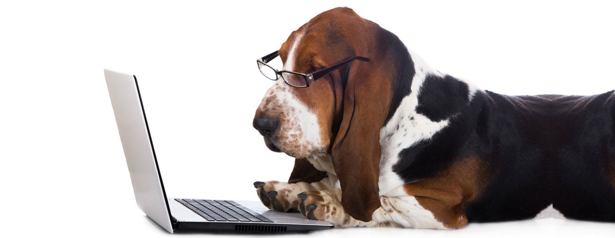 web marketing for veterinary clinics web marketing for veterinary clinics