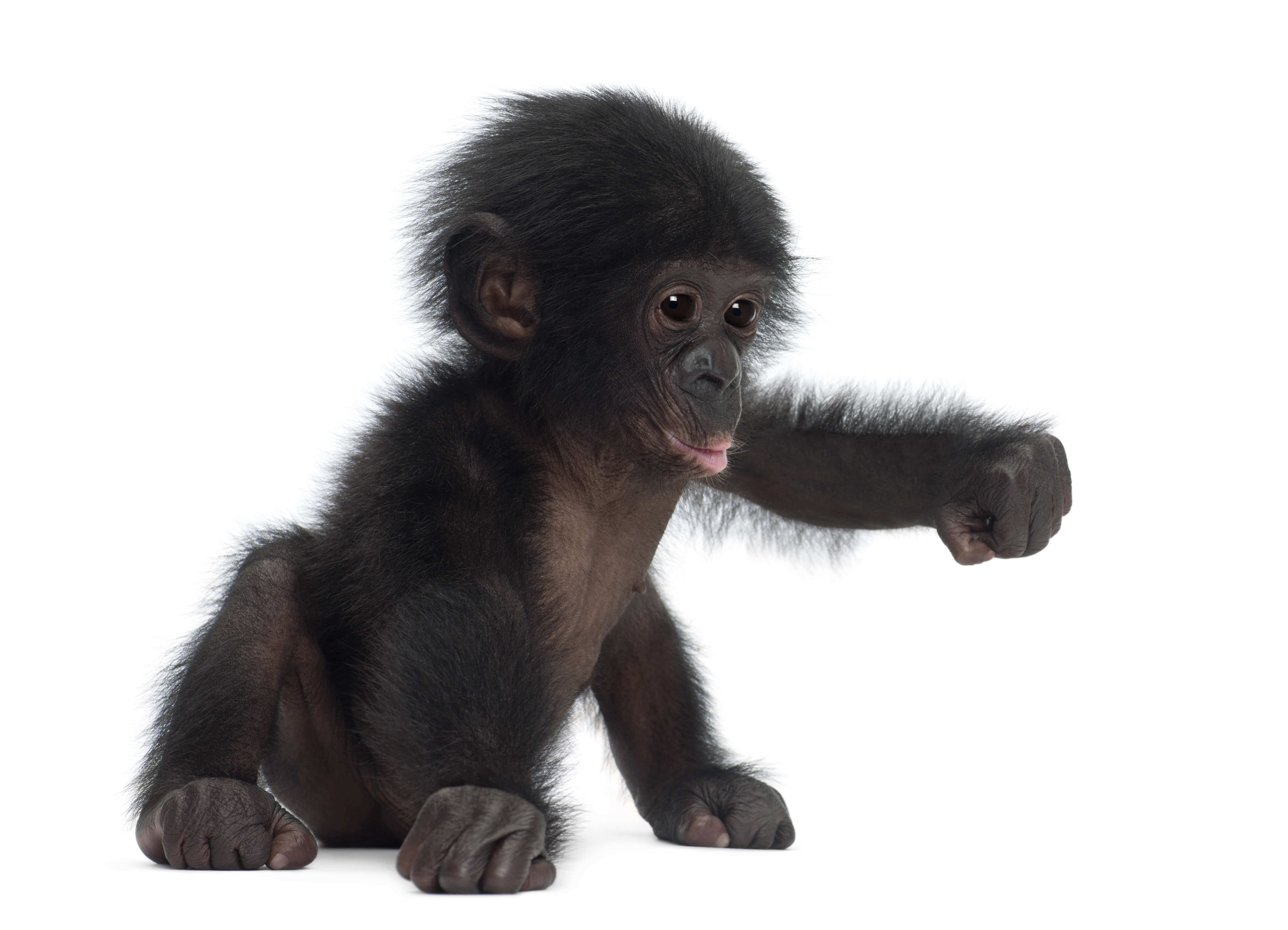 baby monkey
