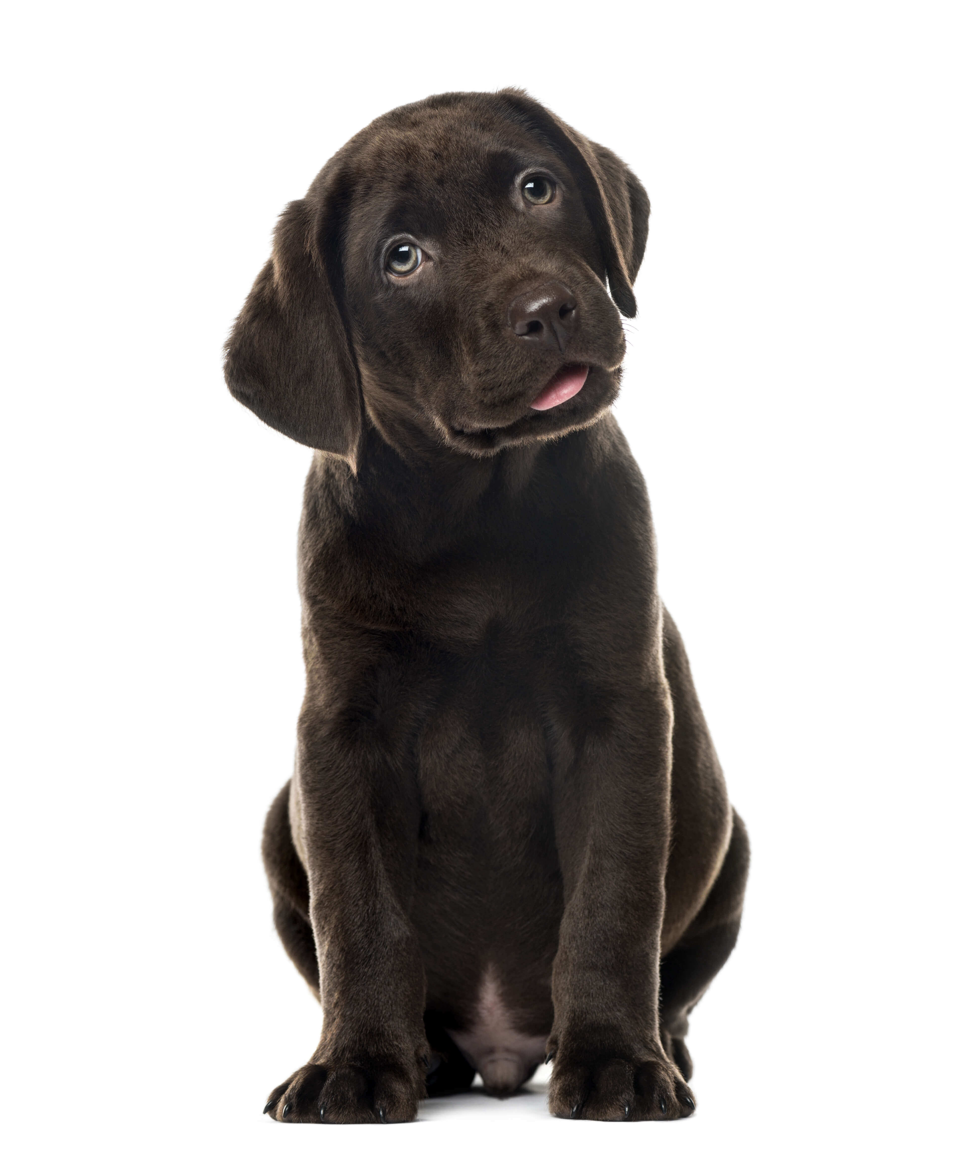 black lab puppy