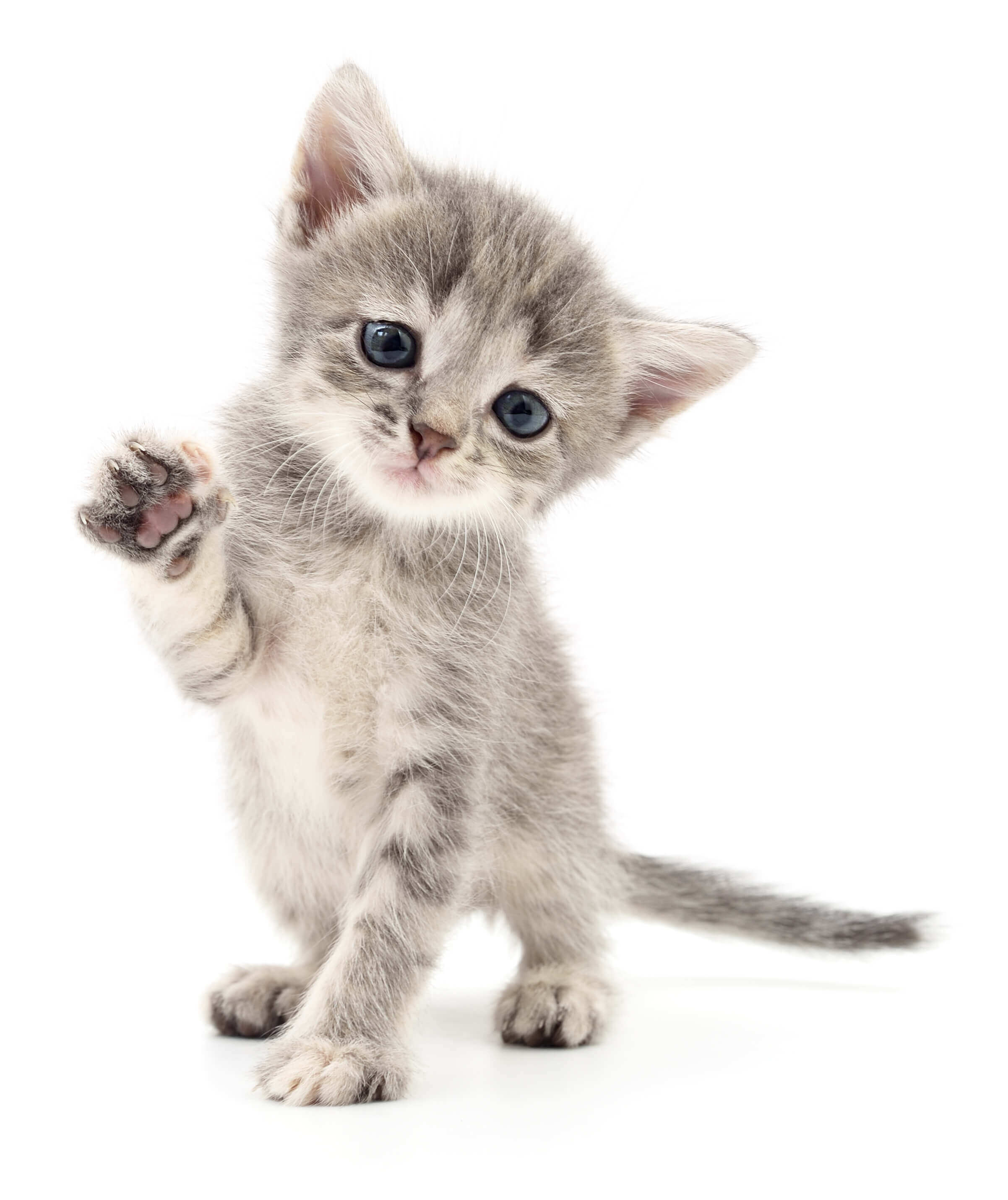 kitten
