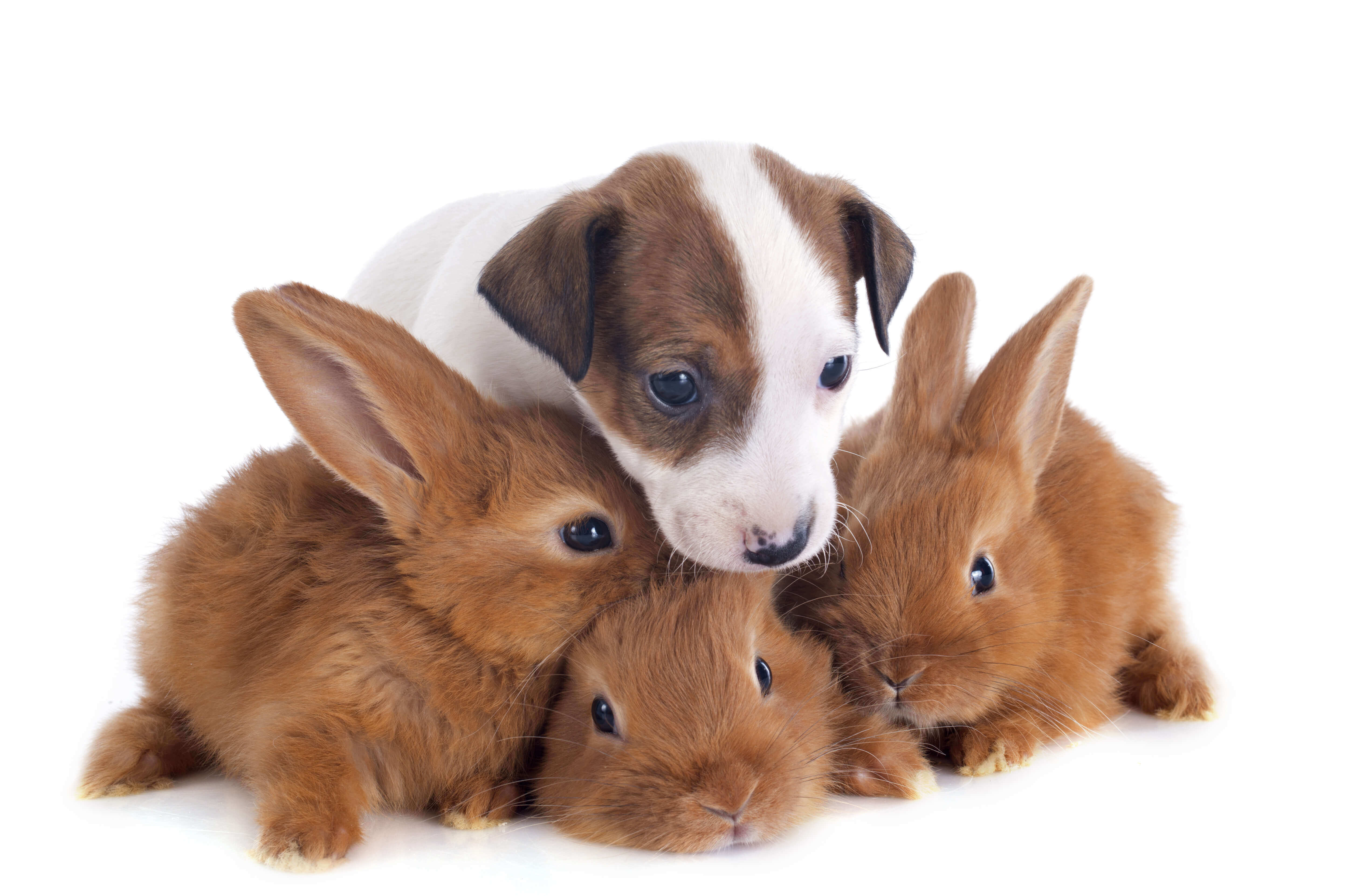 puppy and bunnies