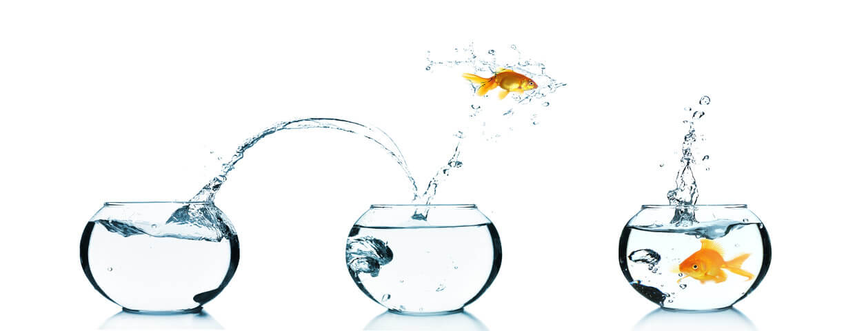 fish jumping bowls